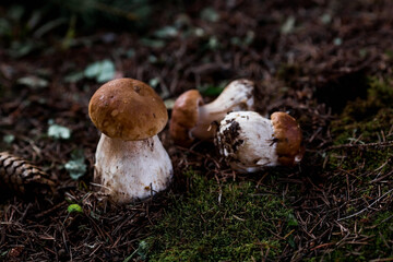 A noble, royal mushroom. White mushroom boletus. Porcini mushrooms in the spruce forest. Beautiful texture of nature background.