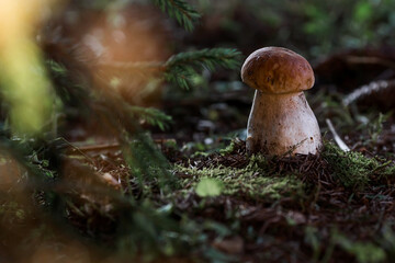 A noble, royal mushroom. White mushroom boletus. Porcini mushrooms in the spruce forest. Beautiful texture of nature background.