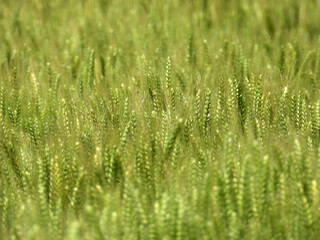 green wheat field in bright spring day