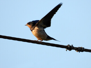   swallow on the wire close up    