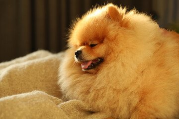 A relaxing fluffy Pomeranian lying on a beige blanket, ready to fall asleep
