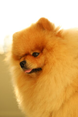 A mischievous fluffy Pomeranian showing his tongue in the rays of warm sun