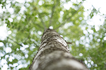 Birke Baum 
