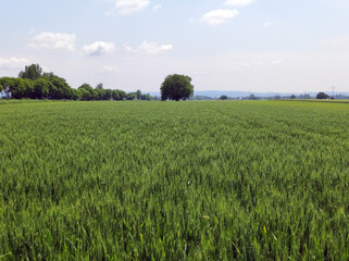 Obraz premium green wheat field in bright spring day