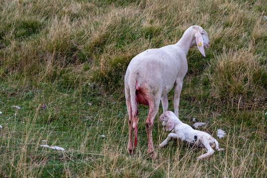 A female ewe with the amniotic sac still attached and her newborn lamb. A tender moment between the mother and the little lamb. Concept: a mother's love.
