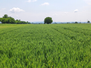 Fototapeta premium green wheat field in bright spring day