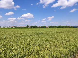 green wheat field in bright spring day