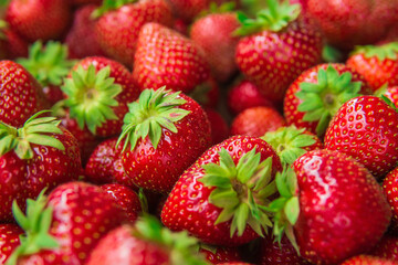 picked fresh ripe strawberries close up