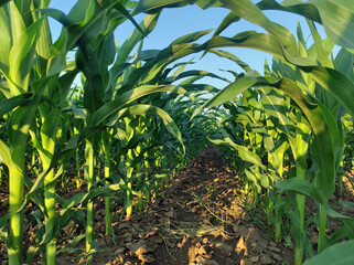 rows of green corn field in sunlight
