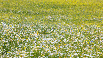 Beautiful summer field of daisies