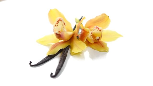 Vanilla flower and pods close up. Vanilla beans isolated on white background, macro shot. Aromatic condiments rotating over white, exotic spice. 