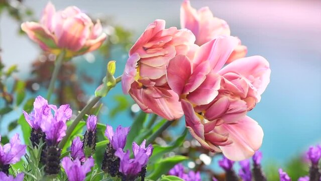 Spring garden design with tulips and lavender flowers, flower bed, trendy gardening concept, blooming flowers outdoors. Slow motion