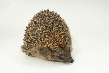 igel