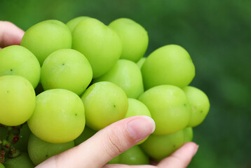 Closedup Shine Muscat sweet grapes with female hands hold delicious fruit