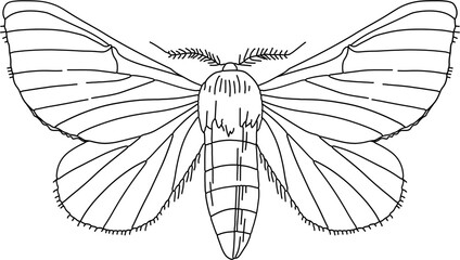 Line Art Butterfly