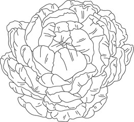 Flower Line Art
