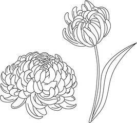 Flower Line Art