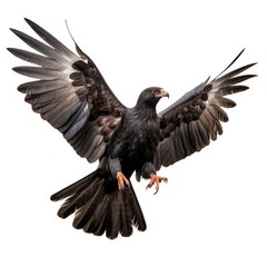 Fototapeta premium Common black hawk bird isolated on white