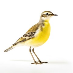 Obraz premium Eastern yellow wagtail bird isolated on white
