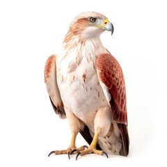 Fototapeta premium Ferruginous hawk bird isolated on white