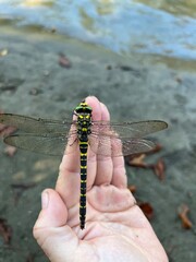 dragonfly on a hand