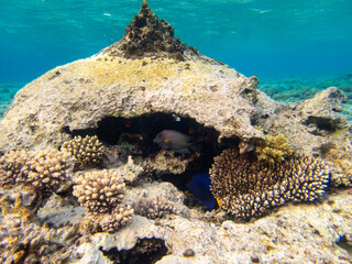 Small cave with its coral reef inhabitants in the Red Sea