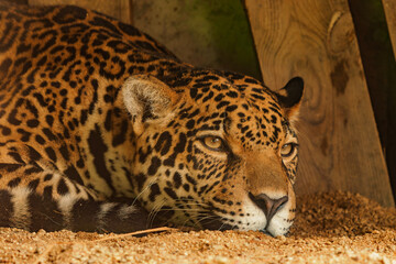 Jaguar lying on the ground, closeup portrait