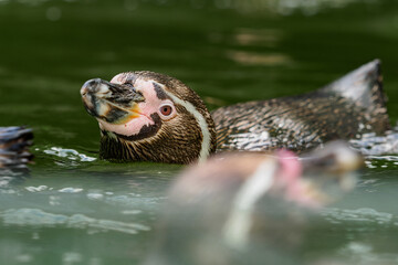 Humboldt penguin swimming in water