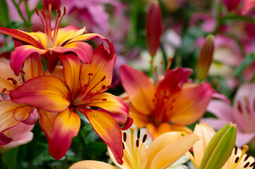 Multi-colored lily close-up