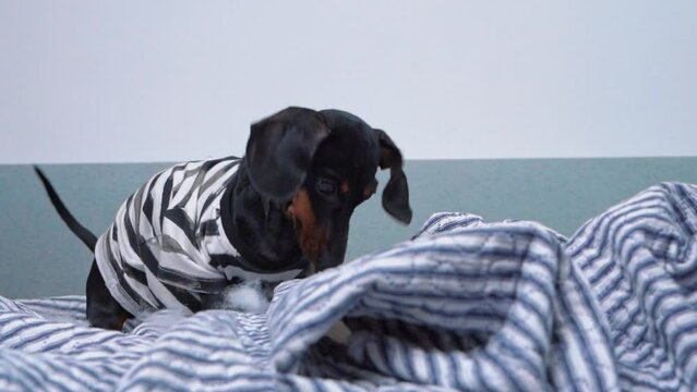 Funny active dog dachshund in striped clothes rages, gnaws, digs blanket, destroys, gnaws out synthetic winterizer filler Wild naughty puppy destroys apartment, hunting instinct baby monster Pet prank