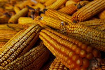 Collect corn crop. Pile of cob of corn after harvest