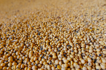 Soybean mature seeds. Pile of soybeans after harvest