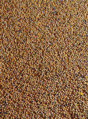 Soybean mature seeds. Pile of soybeans after harvest