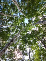 Fototapeta premium Tall birch trees in the Japan forest under blue sky, bottom perspective view