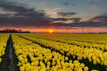 field of tulips and sky