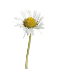 Beautiful bellis perennis (daisy) flower isolated on white © New Africa