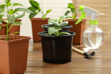 Seedlings growing in plastic containers with soil, gardening shovel and spray bottle on wooden table