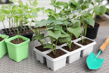 Vegetable seedlings growing in plastic containers with soil and trowel on light gray table, closeup