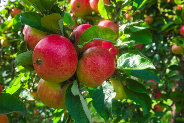 View of red ripe apples on a tree in an orchard in Taunus/Germany in autumn