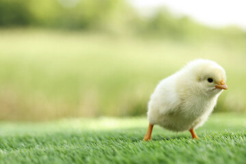 Cute chick on green artificial grass outdoors, closeup with space for text. Baby animal