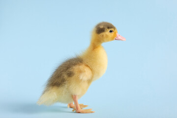 Baby animal. Cute fluffy duckling on light blue background