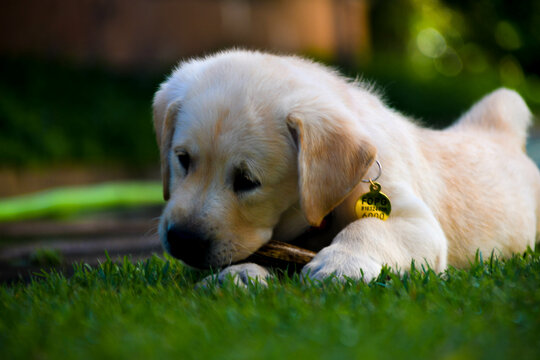 Golden puppy dog in the grass. Grass Golden puppy dog in the grass. Grass. guide dog puppy