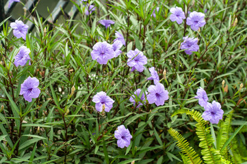 purple crocus flowers