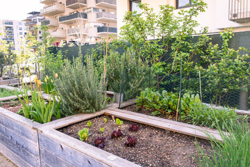 Urban farming: community garden in the city as sustainable living
