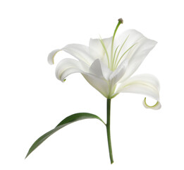 Beautiful fresh lily flower isolated on white