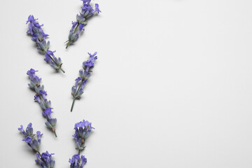 Beautiful aromatic lavender flowers on white background, flat lay. Space for text