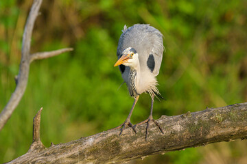 A grey heron standing near a pond