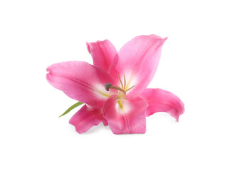 Beautiful pink lily flower isolated on white