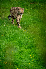 leopard in the grass