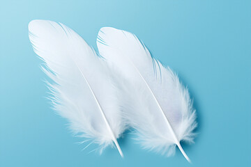Bird fluffy blue white soft background wing feathers